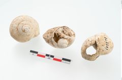 Foto von Schneckengehäuse (NHMW-PRAE-002237b)
